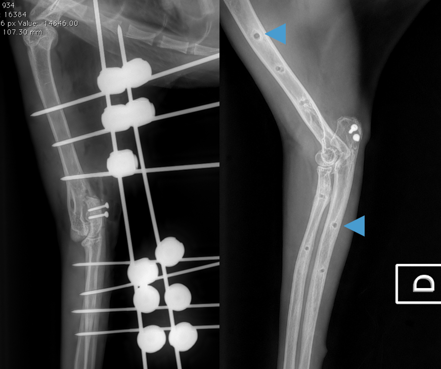 L’avulsion du triceps chez un chat