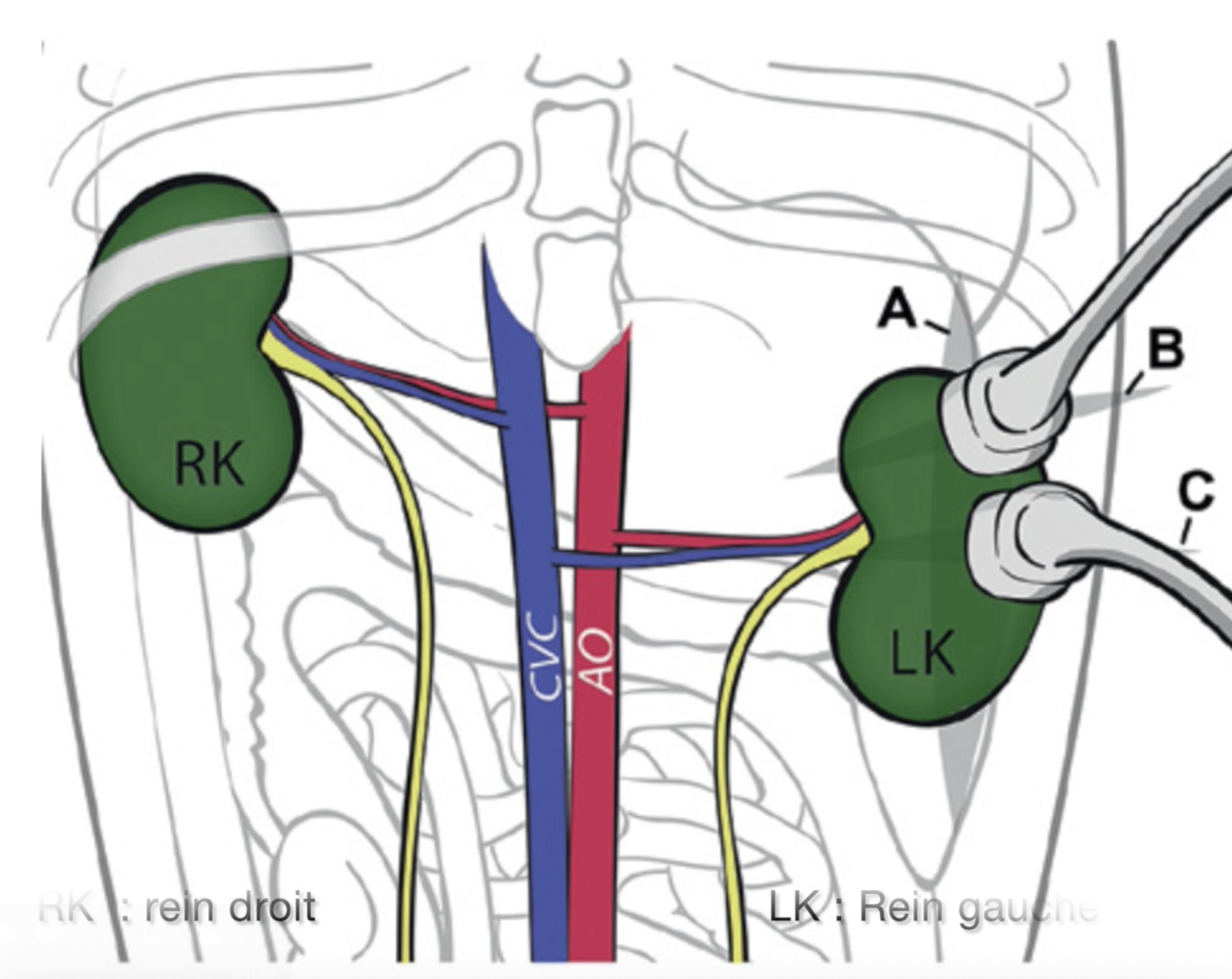 Réaliser une échographie rénale chez le chien